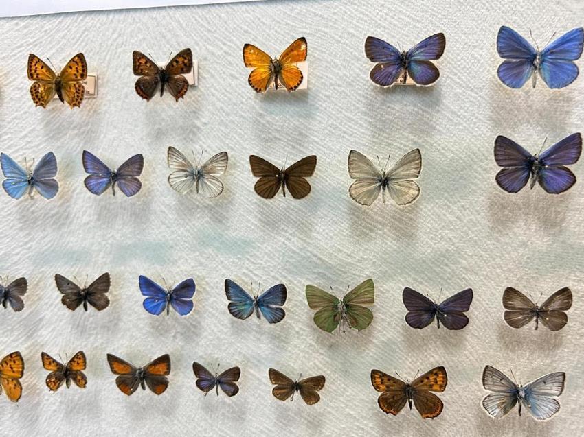 Türkiye'nin en büyük biyolojik arşivi Van'da: 10 bin tür böcek risk altında! Uzmanlardan kritik uyardı: 'Çok hızlı bozuluyor'