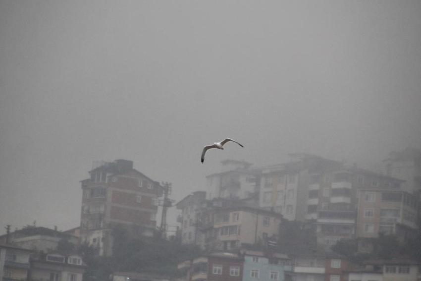 Ordu'da doğadan nasibini aldı: 530 metre yükseklikte görüldü