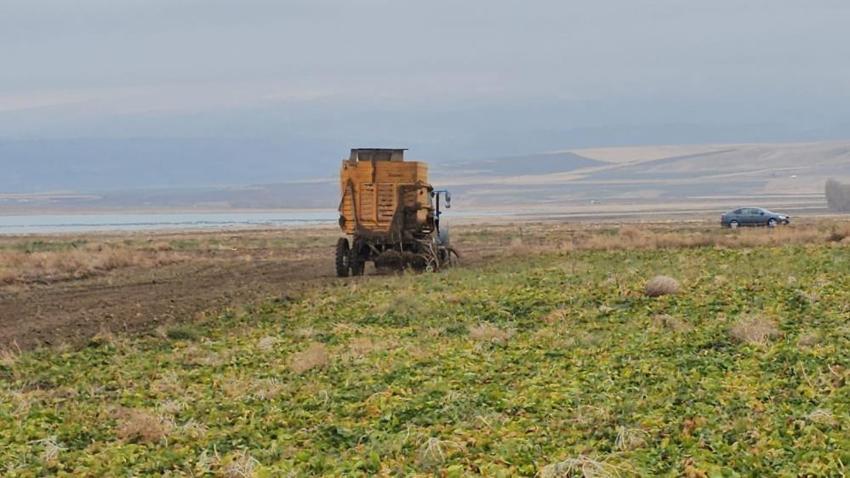 Bitlis'te tarlalarda söküm devam ediyor! Verim çiftçinin yüzünü güldürdü: Rekor kazanç kapıda