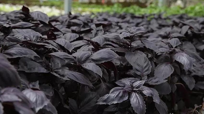 50 dönümlük kapasiteyi 5 bin metrekareye sığdırdı: Her kuruşu yatırım yaptı! Günlük 400 kilo alıyor