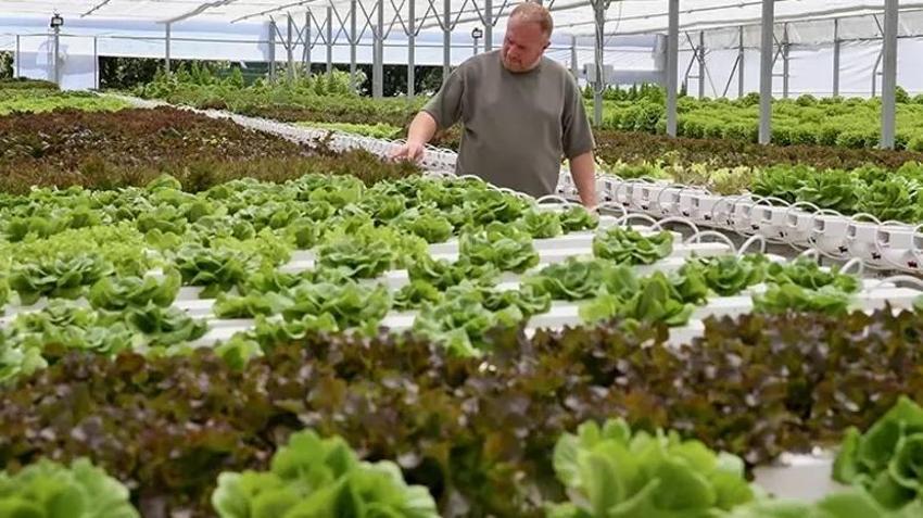 50 dönümlük kapasiteyi 5 bin metrekareye sığdırdı: Her kuruşu yatırım yaptı! Günlük 400 kilo alıyor