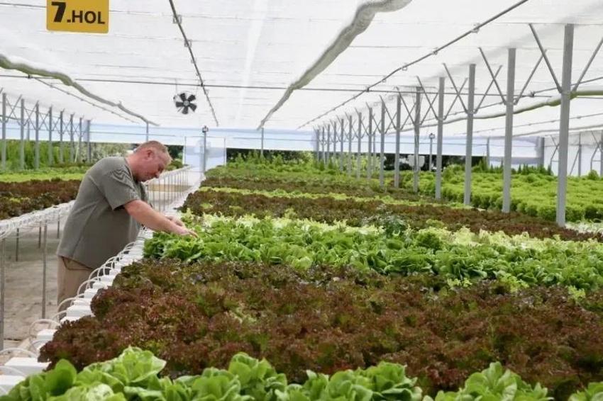50 dönümlük kapasiteyi 5 bin metrekareye sığdırdı: Her kuruşu yatırım yaptı! Günlük 400 kilo alıyor