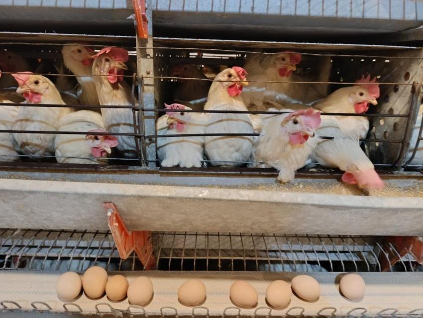 Kütahya'nın beldesini ayağa kaldıran tesis! Üretime 15 bin adetle başladı