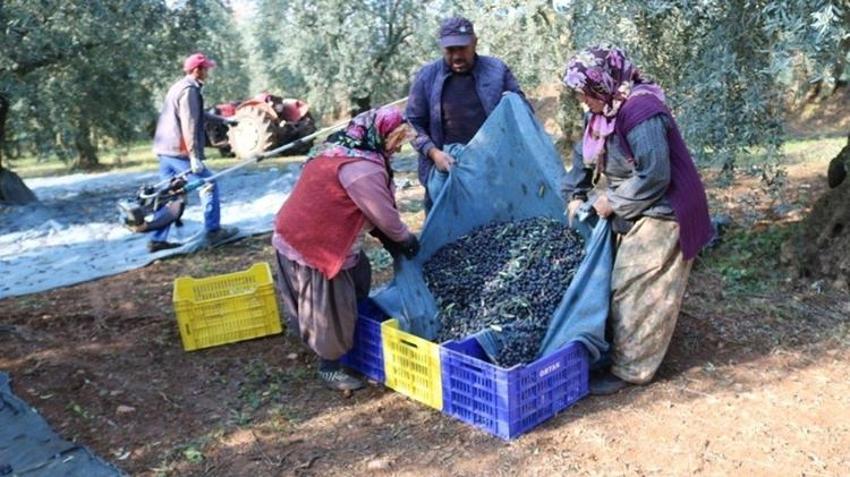 Türk zeytini dünyada rekor kırdı: 65 ülkede kapış kapış satılıyor