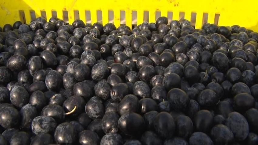 Türk zeytini dünyada rekor kırdı: 65 ülkede kapış kapış satılıyor