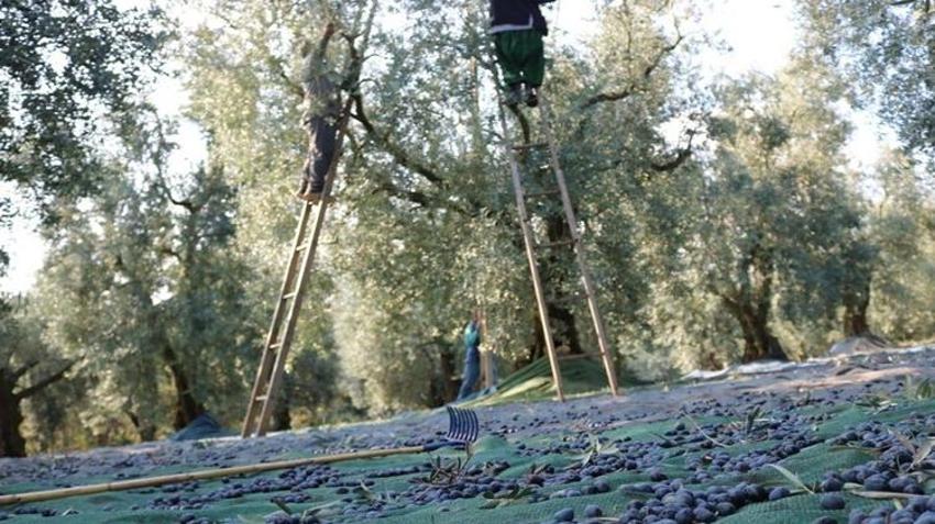 Türk zeytini dünyada rekor kırdı: 65 ülkede kapış kapış satılıyor