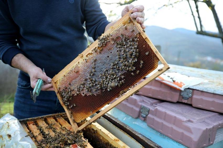Yenice ıhlamur balı AB coğrafi işaret tescil belgesi aldı. Karabük'ün 2'nci, Türkiye'nin ise 43'üncü ürünü oldu