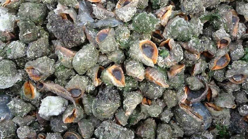 Karadeniz'i istila ettiler! Hamsi ve midyeler tehlikede