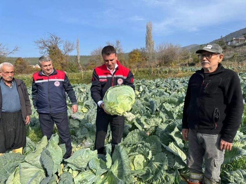 Osmaniye beklediğini Aralık ayında aldı: 70 dönümde hasat başladı