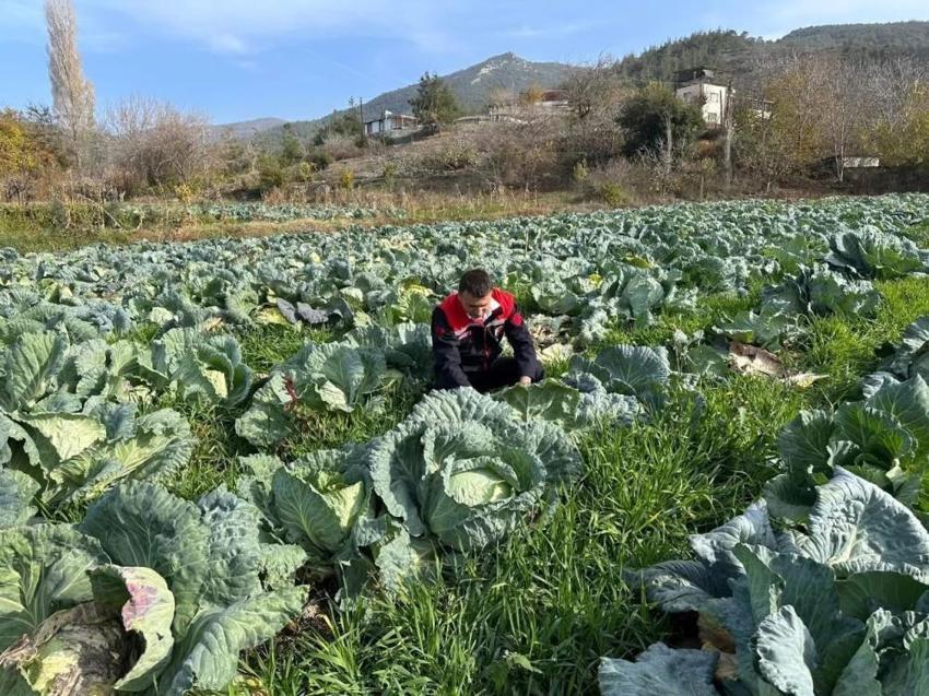 Osmaniye beklediğini Aralık ayında aldı: 70 dönümde hasat başladı