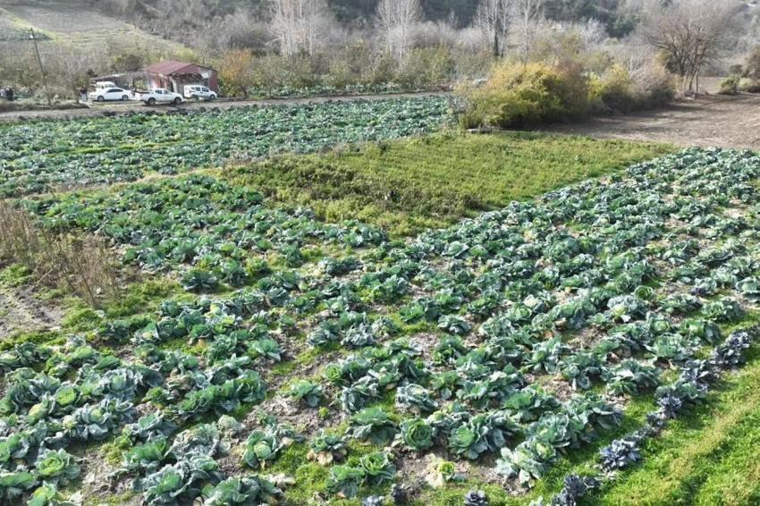 Osmaniye beklediğini Aralık ayında aldı: 70 dönümde hasat başladı
