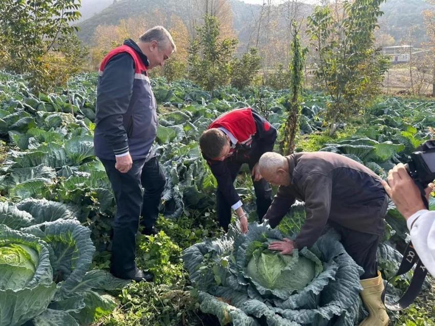Osmaniye beklediğini Aralık ayında aldı: 70 dönümde hasat başladı
