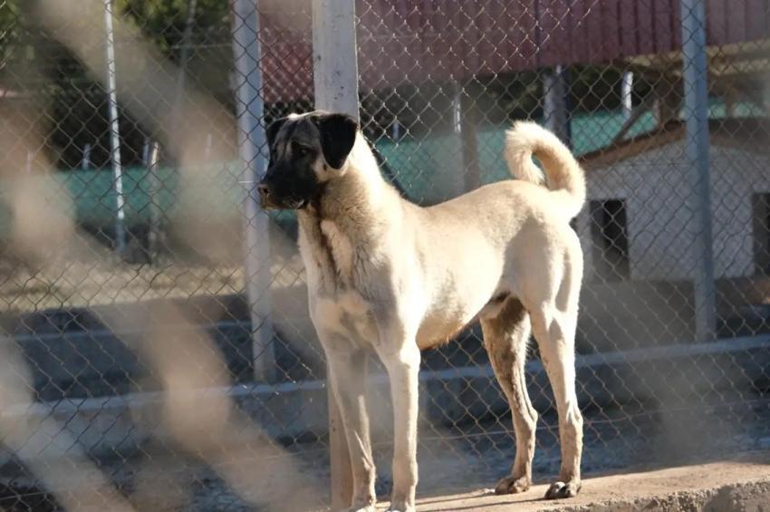 Kangal köpeğinin sırrı bu merkezde! Ziyaretçi akını var