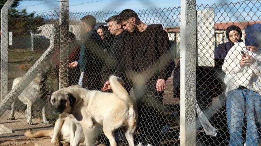 Kangal köpeğinin sırrı bu merkezde! Ziyaretçi akını var