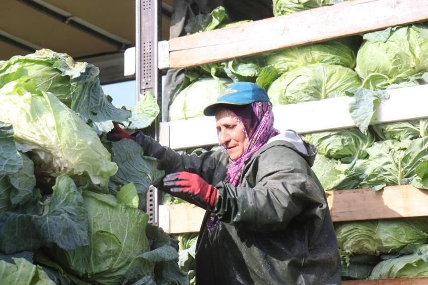 2 bin lira yevmiyeyle yaz kış çalışıyorlar! Sakarya'da kadın işçilerin zorlu hasadı başladı