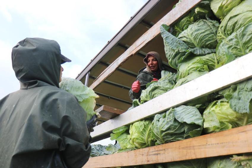 2 bin lira yevmiyeyle yaz kış çalışıyorlar! Sakarya'da kadın işçilerin zorlu hasadı başladı