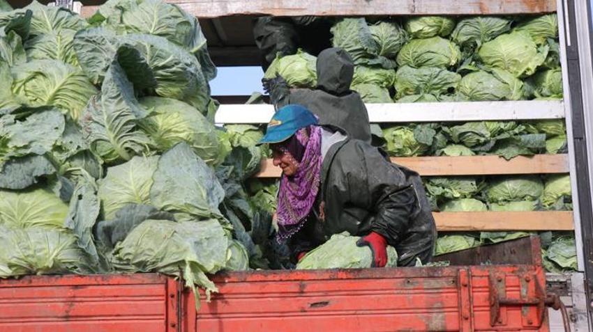 2 bin lira yevmiyeyle yaz kış çalışıyorlar! Sakarya'da kadın işçilerin zorlu hasadı başladı