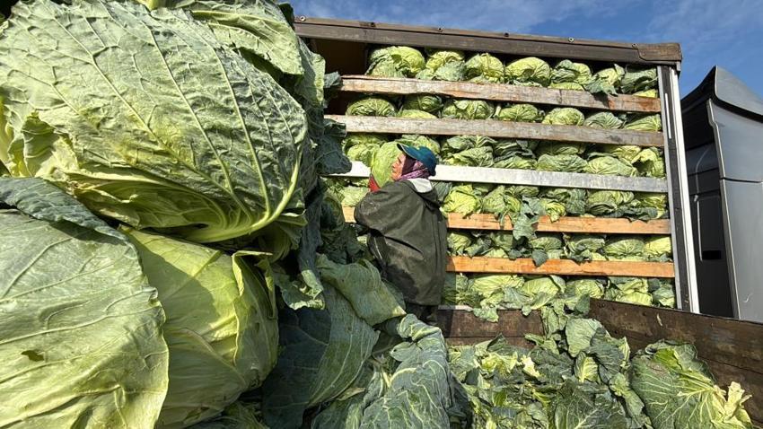 2 bin lira yevmiyeyle yaz kış çalışıyorlar! Sakarya'da kadın işçilerin zorlu hasadı başladı