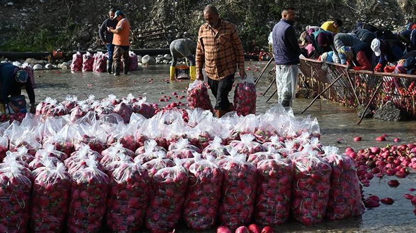 Osmaniye’nin Coğrafi İşaretli üründe hasat zamanı! Çiftçiler dondurucu soğukta Savrun Çayı'na girdi