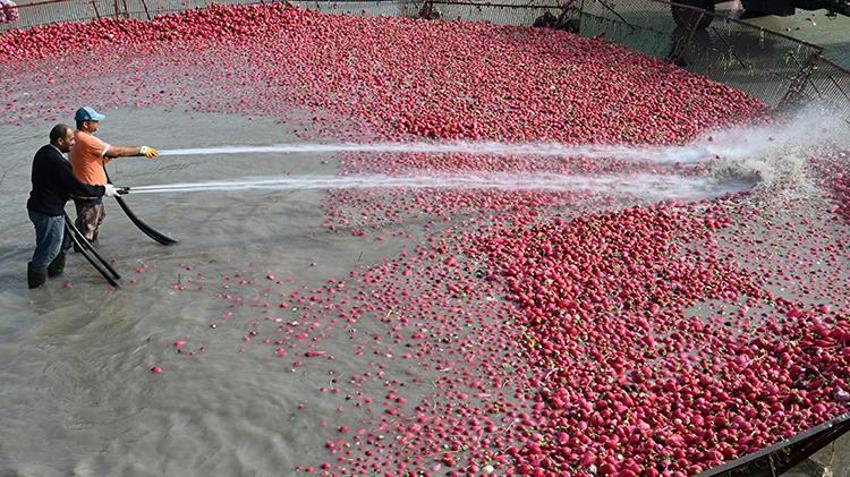 Osmaniye’nin Coğrafi İşaretli üründe hasat zamanı! Çiftçiler dondurucu soğukta Savrun Çayı'na girdi