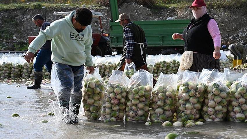 Osmaniye’nin Coğrafi İşaretli üründe hasat zamanı! Çiftçiler dondurucu soğukta Savrun Çayı'na girdi