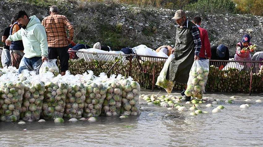 Osmaniye’nin Coğrafi İşaretli üründe hasat zamanı! Çiftçiler dondurucu soğukta Savrun Çayı'na girdi