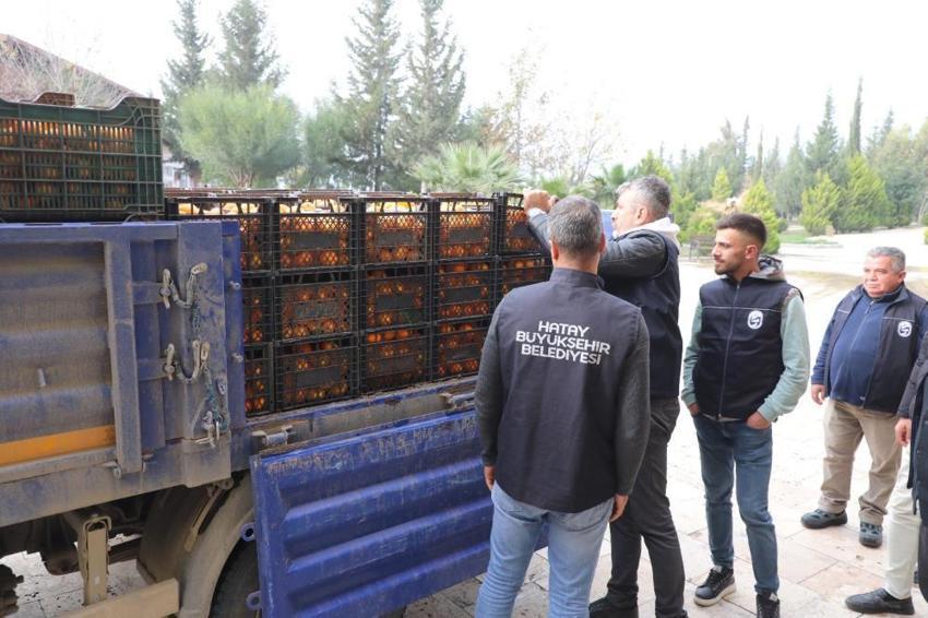 Tarlada fiyatı 2 liraya düştü, hepsi dalda kaldı! Toplanan ürünler herkese bedava dağıtıldı