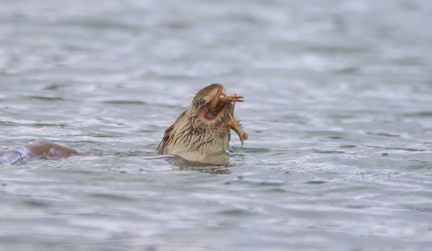Nesli tükenme tehlikesi altında, Bostancılar Göleti'nde görüntülendi