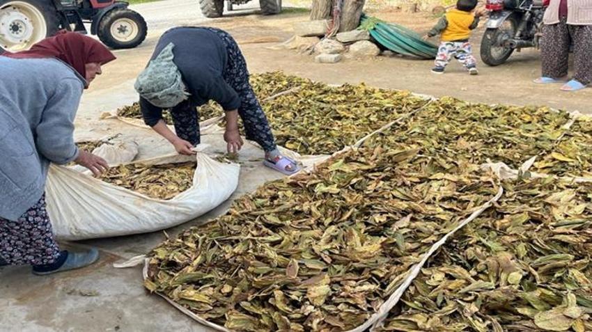 Denizli'de hasat tamam, altın yapraklar üreticisine kazandıracak! Kilosu 305 liraya çıkabilir