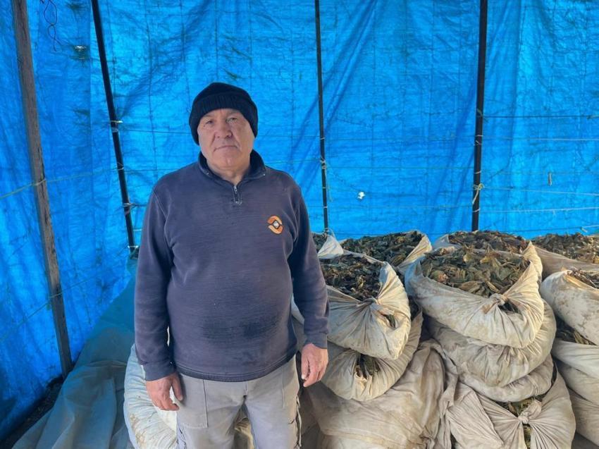 Denizli'de hasat tamam, altın yapraklar üreticisine kazandıracak! Kilosu 305 liraya çıkabilir