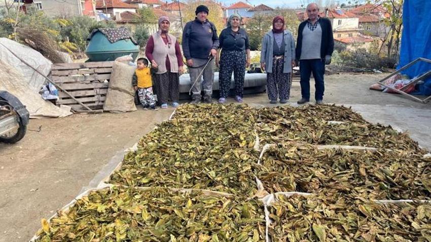 Denizli'de hasat tamam, altın yapraklar üreticisine kazandıracak! Kilosu 305 liraya çıkabilir