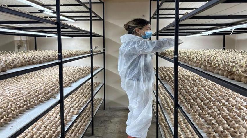 Mali müşavirliği bıraktı, 50 metrekare alanda servet üretiyor! Gramı 700 lira: Tek tek el ile koparılıyor