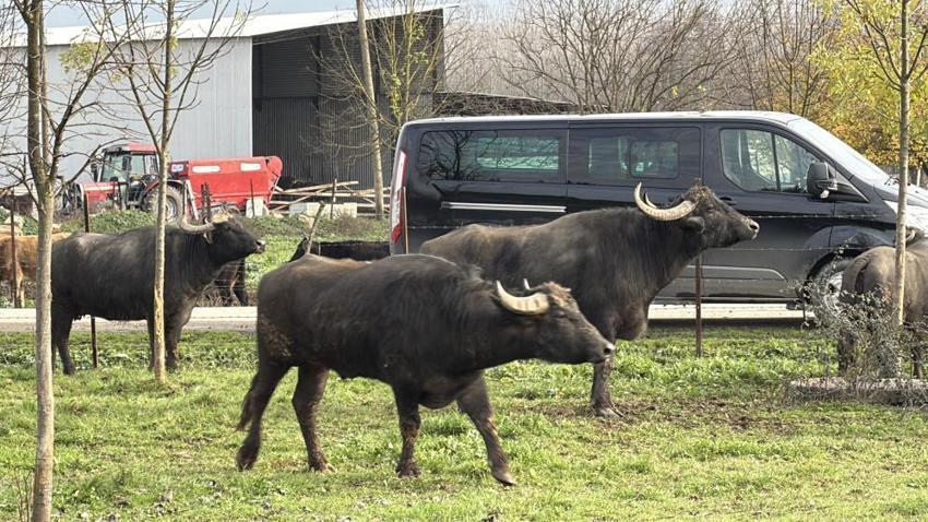 Düzce'de mandacılığa dev yatırım: 1.4 milyon TL'lik dev proje hayata geçti: 3 bin sürü ıslah edilecek