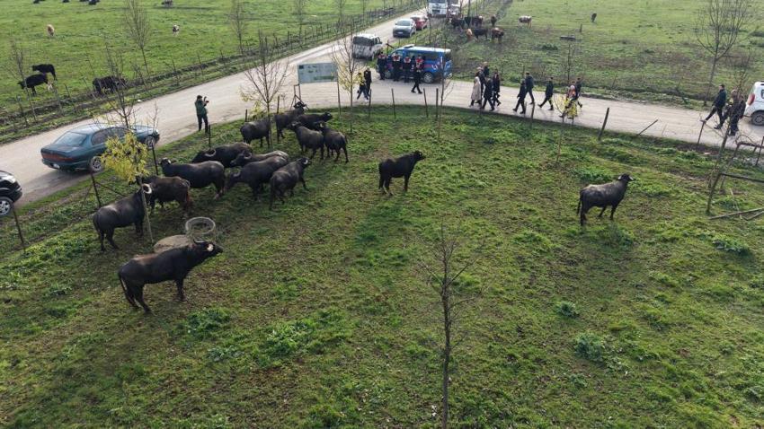 Düzce'de mandacılığa dev yatırım: 1.4 milyon TL'lik dev proje hayata geçti: 3 bin sürü ıslah edilecek