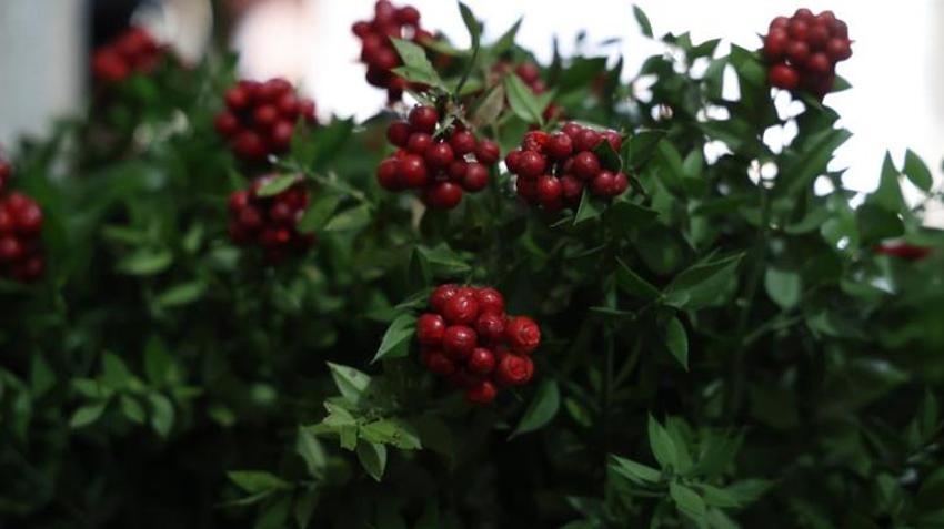 Yılbaşı yaklaşırken satışları patladı! Yok satıyor