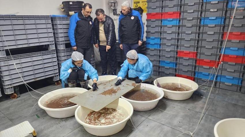 Çanakkale'de 10 yıllık AR-GE sonucu kuruldu! Türkiye'de tek: Yıllık 35 ton üretiyorlar