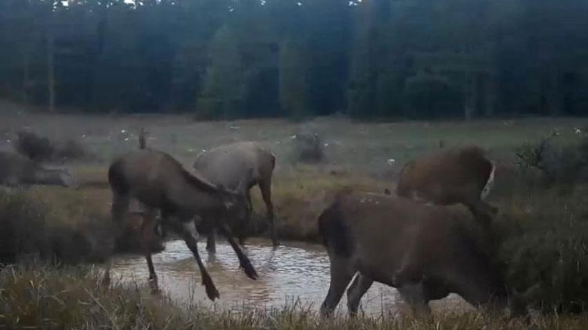 DKMP benzersiz anları paylaştı: Kızıl geyiklerin su birikintisindeki görüntüleri fotokapana yansıdı