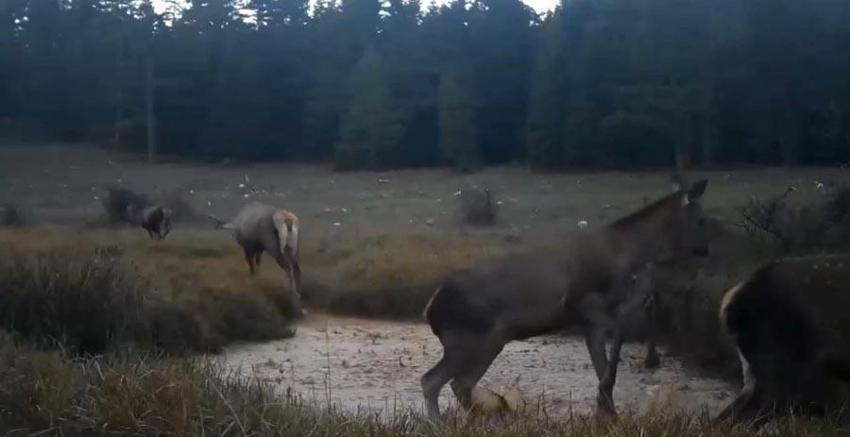 DKMP benzersiz anları paylaştı: Kızıl geyiklerin su birikintisindeki görüntüleri fotokapana yansıdı