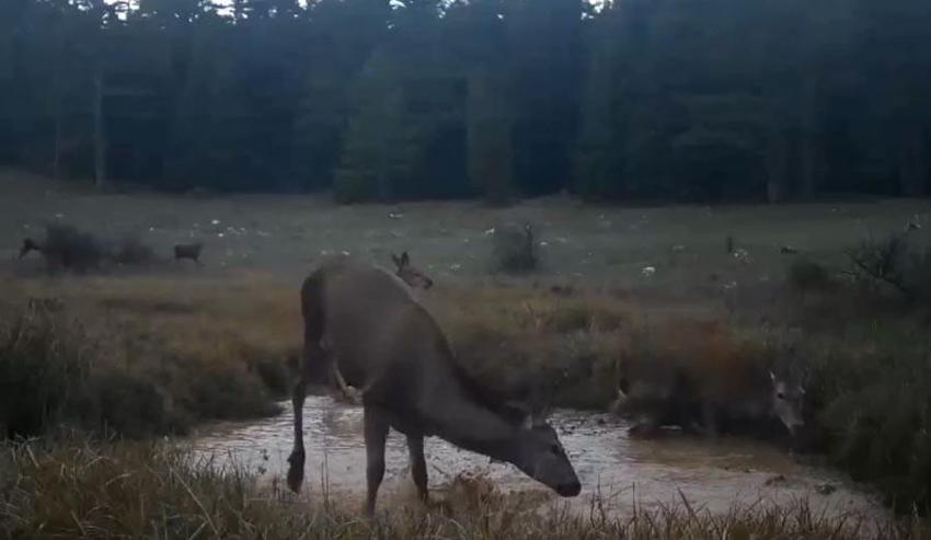 DKMP benzersiz anları paylaştı: Kızıl geyiklerin su birikintisindeki görüntüleri fotokapana yansıdı