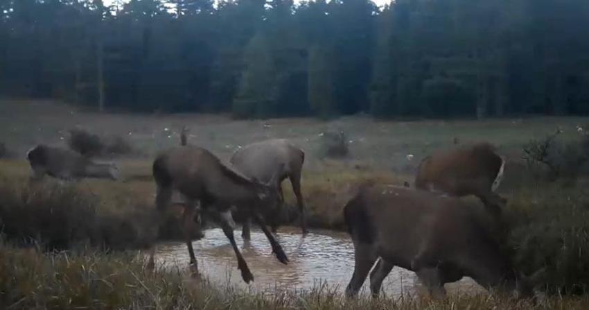 DKMP benzersiz anları paylaştı: Kızıl geyiklerin su birikintisindeki görüntüleri fotokapana yansıdı