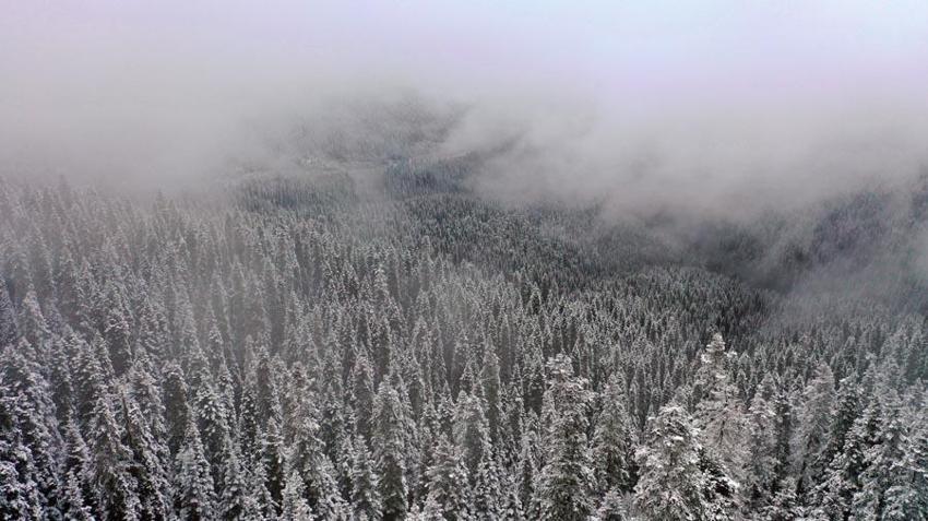 Kastamonu'da kar ve sis Ilgaz Dağı'nı beyaz cennete çevirdi