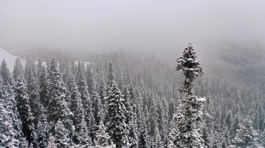 Kastamonu'da kar ve sis Ilgaz Dağı'nı beyaz cennete çevirdi