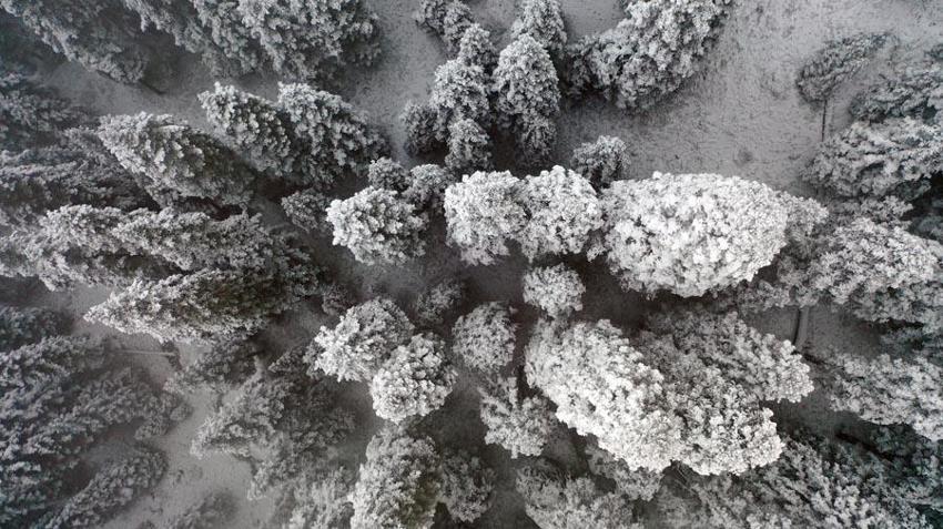 Kastamonu'da kar ve sis Ilgaz Dağı'nı beyaz cennete çevirdi