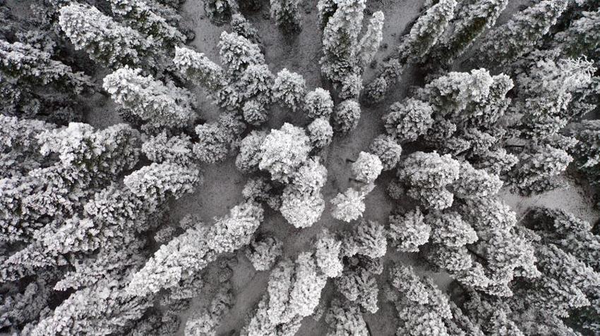Kastamonu'da kar ve sis Ilgaz Dağı'nı beyaz cennete çevirdi