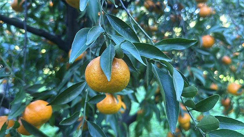 Büyük fark: Bodrum mandalinası bahçede 15, manavda 100 lira!