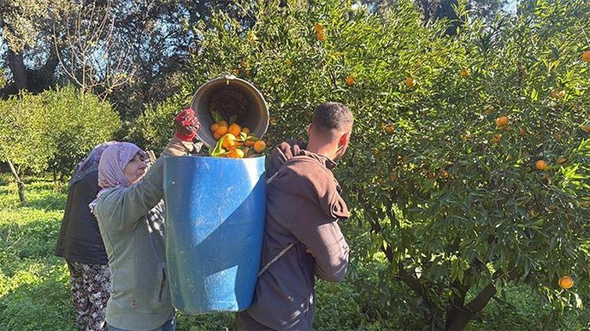 Büyük fark: Bodrum mandalinası bahçede 15, manavda 100 lira!