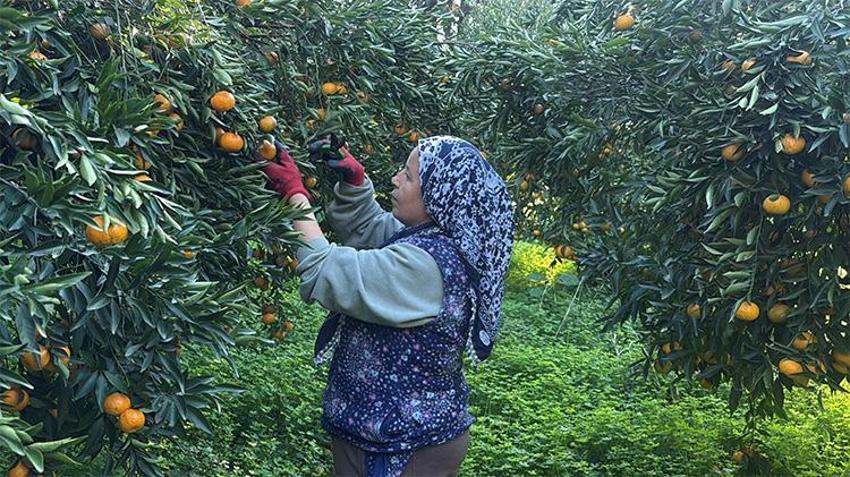 Büyük fark: Bodrum mandalinası bahçede 15, manavda 100 lira!