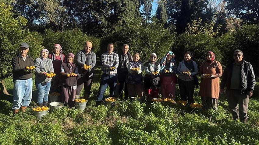 Büyük fark: Bodrum mandalinası bahçede 15, manavda 100 lira!