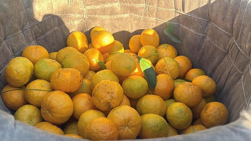 Bodrum mandalinasında fiyat uçurumu! Bahçede 15 TL'den satılıyor