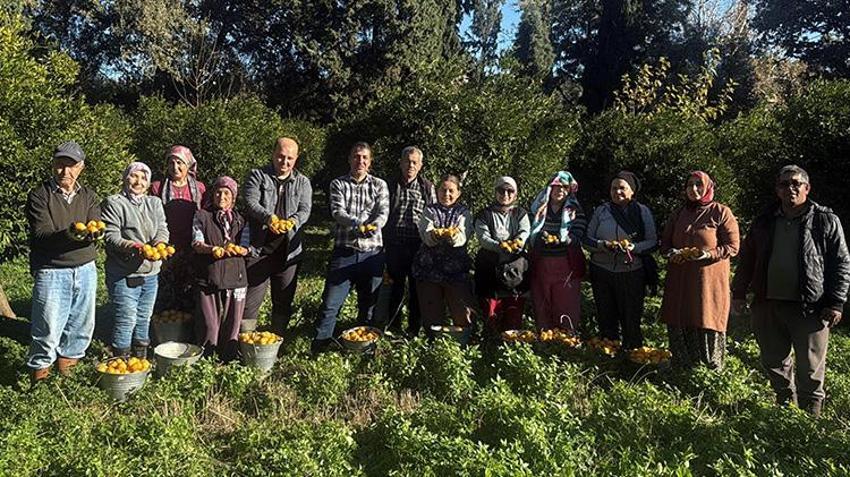 Bodrum mandalinasında fiyat uçurumu! Bahçede 15 TL'den satılıyor